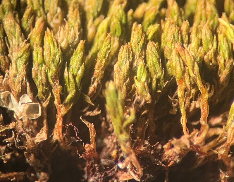 Bryum oblongum